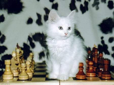 Chess player - champion, chess, play, game, cat, feline, animal, kitten