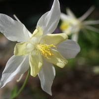 White and yellow flower