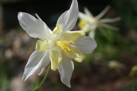 White and yellow flower - white, yellow, flower, close