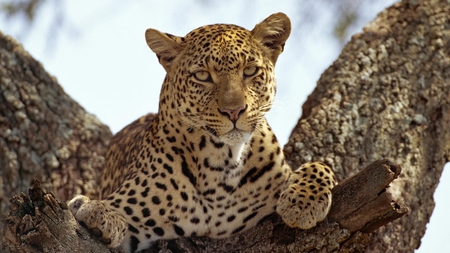 Leopard on a branch tree - leopard, cat, animal, feline, tree