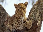 Leopard on a branch tree