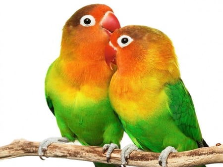 Parrots in love - animal, love, bird, parrot