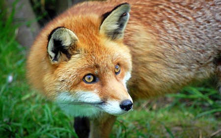 Red fox - wildlife, red, fox, grass