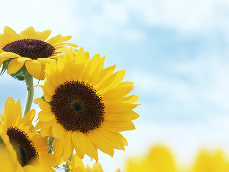 To warm your heart and soul - love, beauty, sunflowers, sky, warmth, brightness, yellow, happy flower, clouds, sunny, sunny day