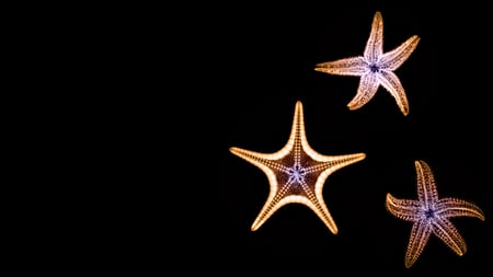 Starfishes - black, star, starfish, animal