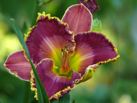 Orchid - orchid, flower, purple, nature