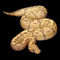 Orange-Ghost-Fire-Ball-Python