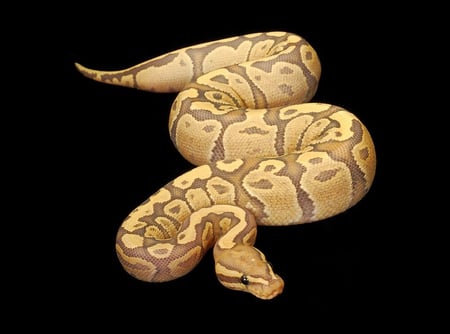 Orange-Ghost-Fire-Ball-Python - python, ghost, picture, beautiful, fire-ball, orange