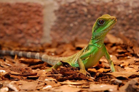 Reptiles-at-Jungle - at-jungle, reptiles, cool, picture