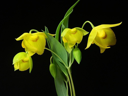 Golden-Fair-Lanterns - amabilis, picture, beautiful, lanterns, fairy, golden, calochortus