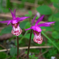 Calypso_Orchids