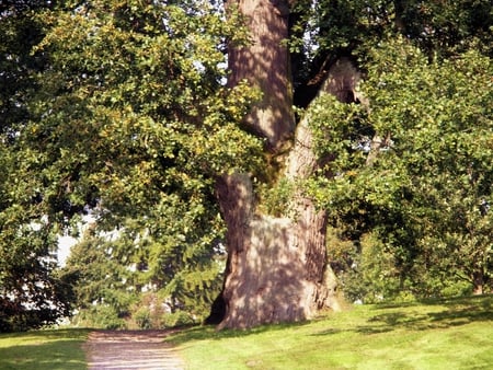 Mighty old oak tree - forest, tree, nature, oak, green