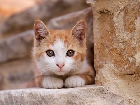 Camouflage kitten - kitten, photography, cute, domestic animals, cat