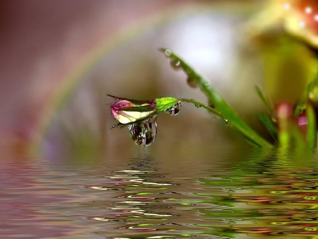 Fairyland - flower, water, abstract, stem