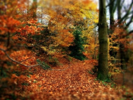 Autumn - leaves, tree, bark, autumn