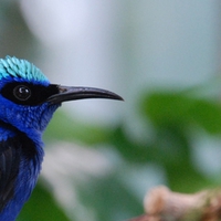 Red-Legged Honeycreeper