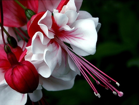 Beautiful flower - white, flower, nature, red