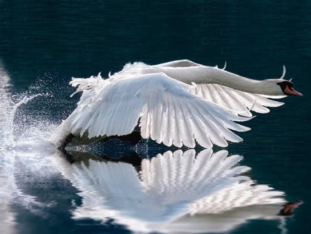 Ride a White Swan - fly, swan, water, bird