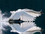 Ride a White Swan