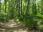 Florida Forest