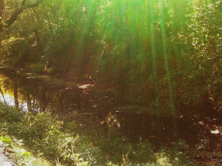 Rays of sunshine - trees, water, rays, green, canal