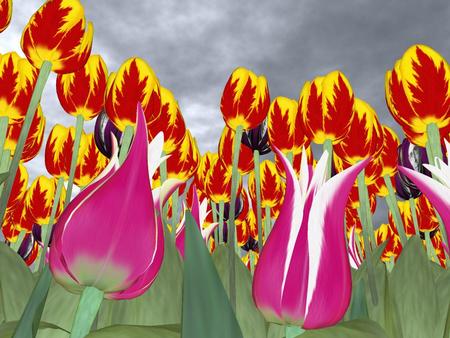 Tulips - tulips, abstract, flower