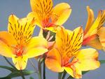 Yellow  Flowers