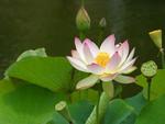 Pink lotus flower