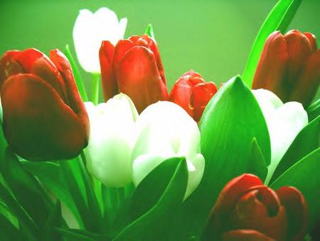 Red and white tulips - flowers, nature, tulips