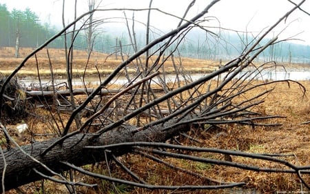 fallen tree  - fallen, tree