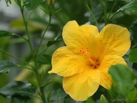 Flowers close up