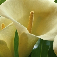 Flowers close up