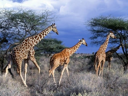 Giraffe - three, giraffe