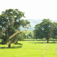 Green field 