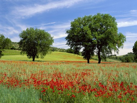 Green fields  - green, fields