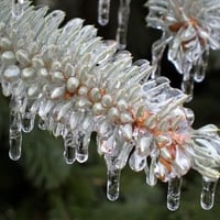 Ice plant 