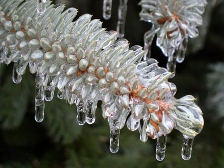 Ice plant  - plant, ice