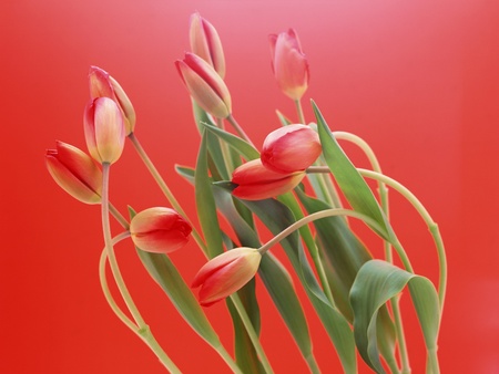 Spring Comes - buds, growing, tulips, flowers, spring