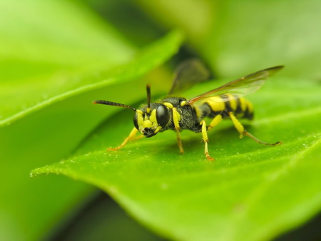 Insect - insect, bee, wallpaper