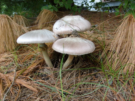 Guardian Angel mushroom's - mushrooms, grassm