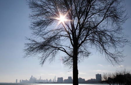 Tree Winks - horizon, skyline, chicago, sun