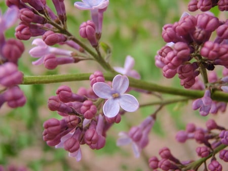 lovely lilac - one, lavender, purple, macro, lilac, closeup