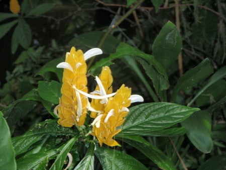 flowers - white, flower, yellow, blooming