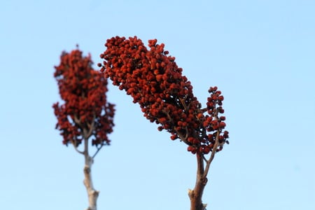 Confidence - sumac, blue, red, autumn