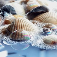 Sea Shells In Water