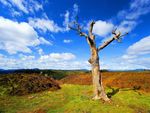 lonely tree 