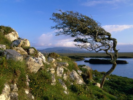 Lonly tree  - lake, tree