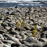 Stones at beach