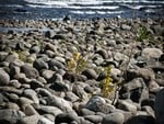 Stones at beach