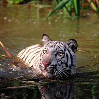 Tiger in water